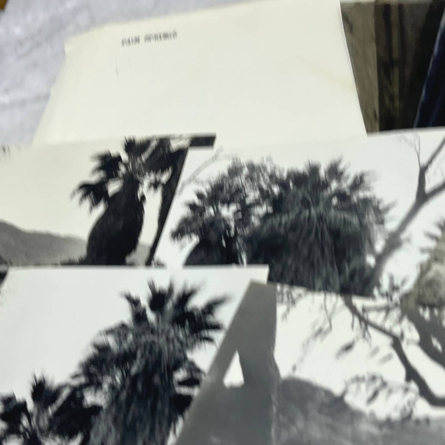 c1935 Collection of Photos & Negatives of Palm Springs Nature Landscapes TJ9-PG1