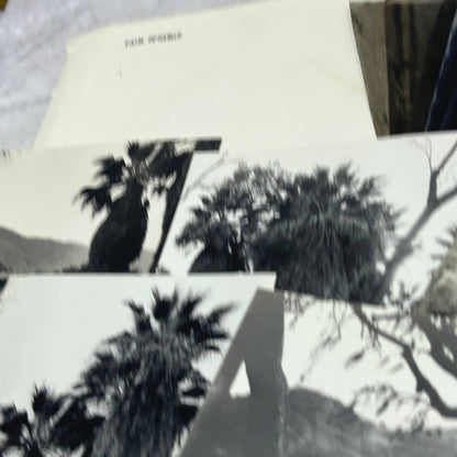 c1935 Collection of Photos & Negatives of Palm Springs Nature Landscapes TJ9-PG1