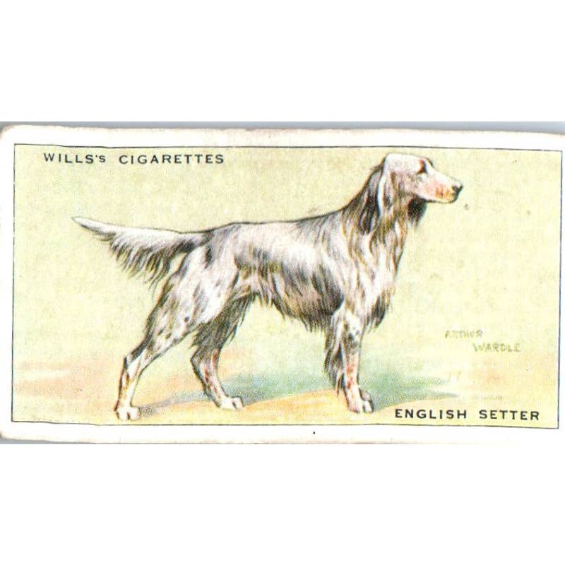 1930s Wills Cigarette Card Dogs #29 English Setter SE5