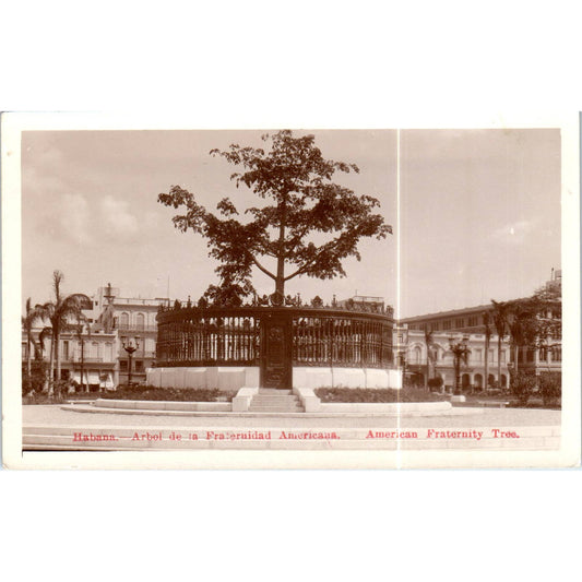 American Fraternity Tree RPPC Havana Cuba Original Postcard TK1-P16