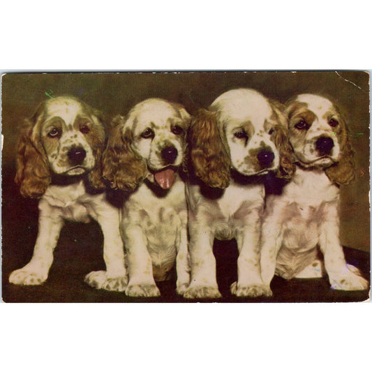 Vintage Postcard 4 Cocker Spaniel Dog Puppies EA3