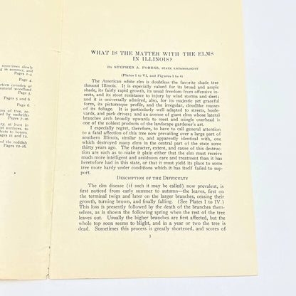 1912 University Of Illinois Urbana Bulletin What's the Matter w/ Elms in IL TF9