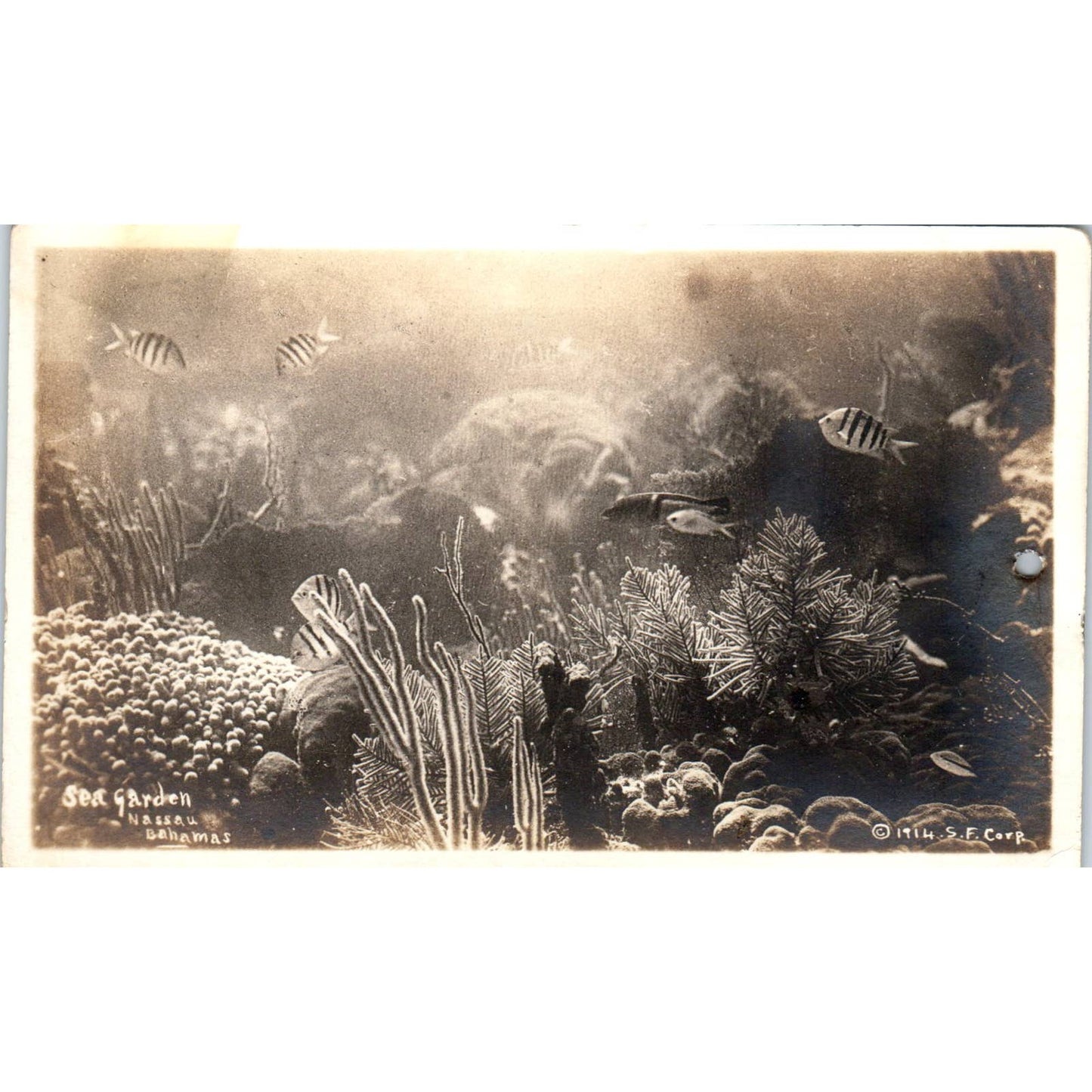 Antique Postcard RPPC Sea Garden Nassau Bahamas 1914 SE8