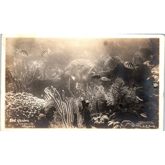 Antique Postcard RPPC Sea Garden Nassau Bahamas 1914 SE8