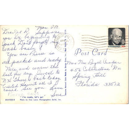 Miniature Toy Poodle in a Basket 1970s Original Postcard TK1-27