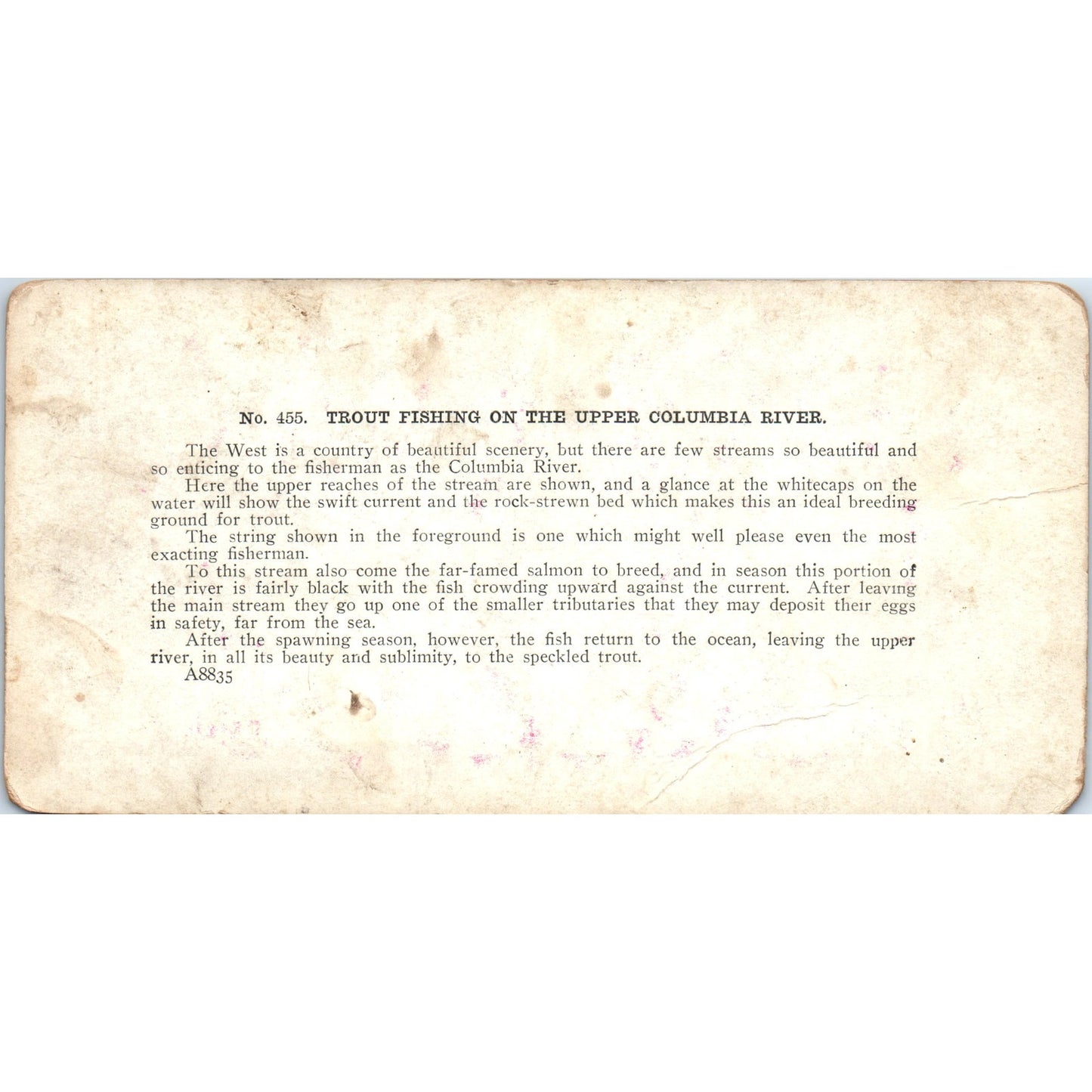 Trout Fishing on the Upper Columbia River - Antique Stereoview Card H3-2
