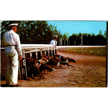 Florida Greyhound Racing Scene 1959 Original Postcard TK1-23