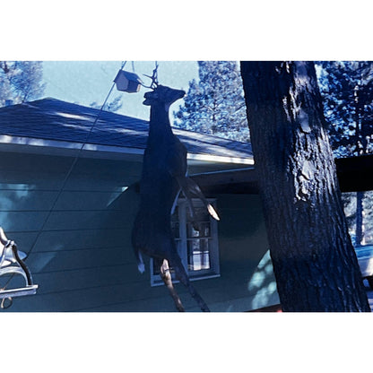 1966 Original Color Slide Deer Hunting Green Ford F150 Set of 9 2x2 TK2-S4-32