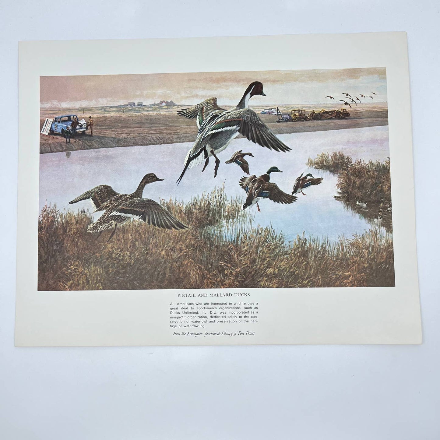 1970s Art Print Pintail & Mallard Ducks Remington Sportsmen’s Library 11x14 FL3