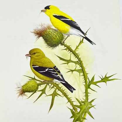 Vintage Art Print The American Goldfinch Michael James Riddet 8.5 x 11 AA8
