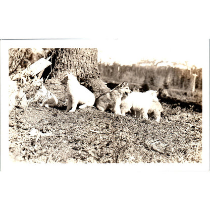 Baby Wolves RPPC Alaska Original Postcard TK1-30