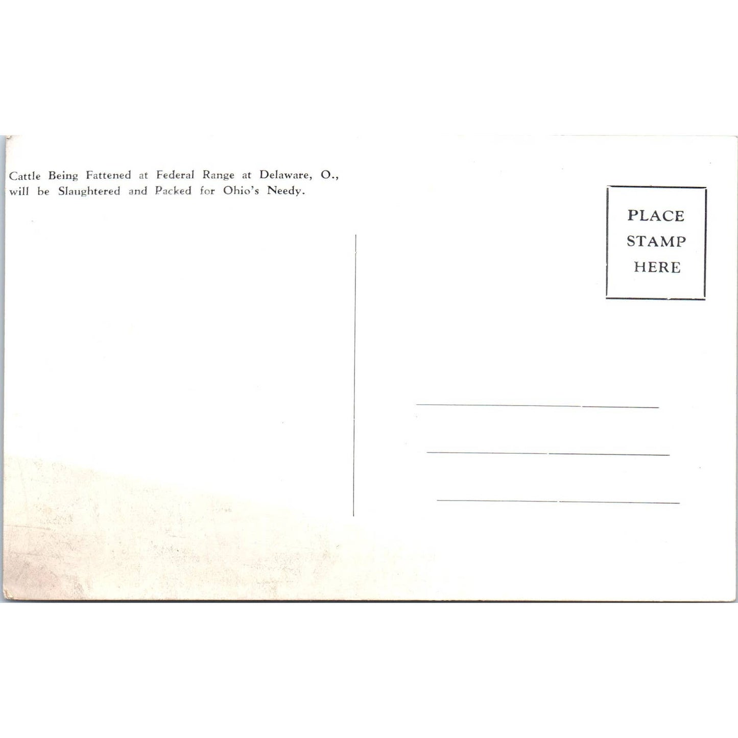 Vintage Postcard Drought Stricken Cattle on Federal Range at Delaware Ohio TD9