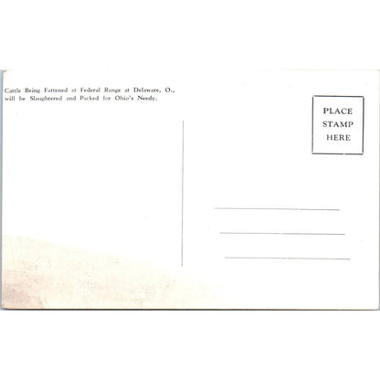 Vintage Postcard Drought Stricken Cattle on Federal Range at Delaware Ohio TD9