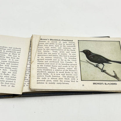 1931 The Blue Book Of Birds Of America By Frank G. Ashbrook TF9