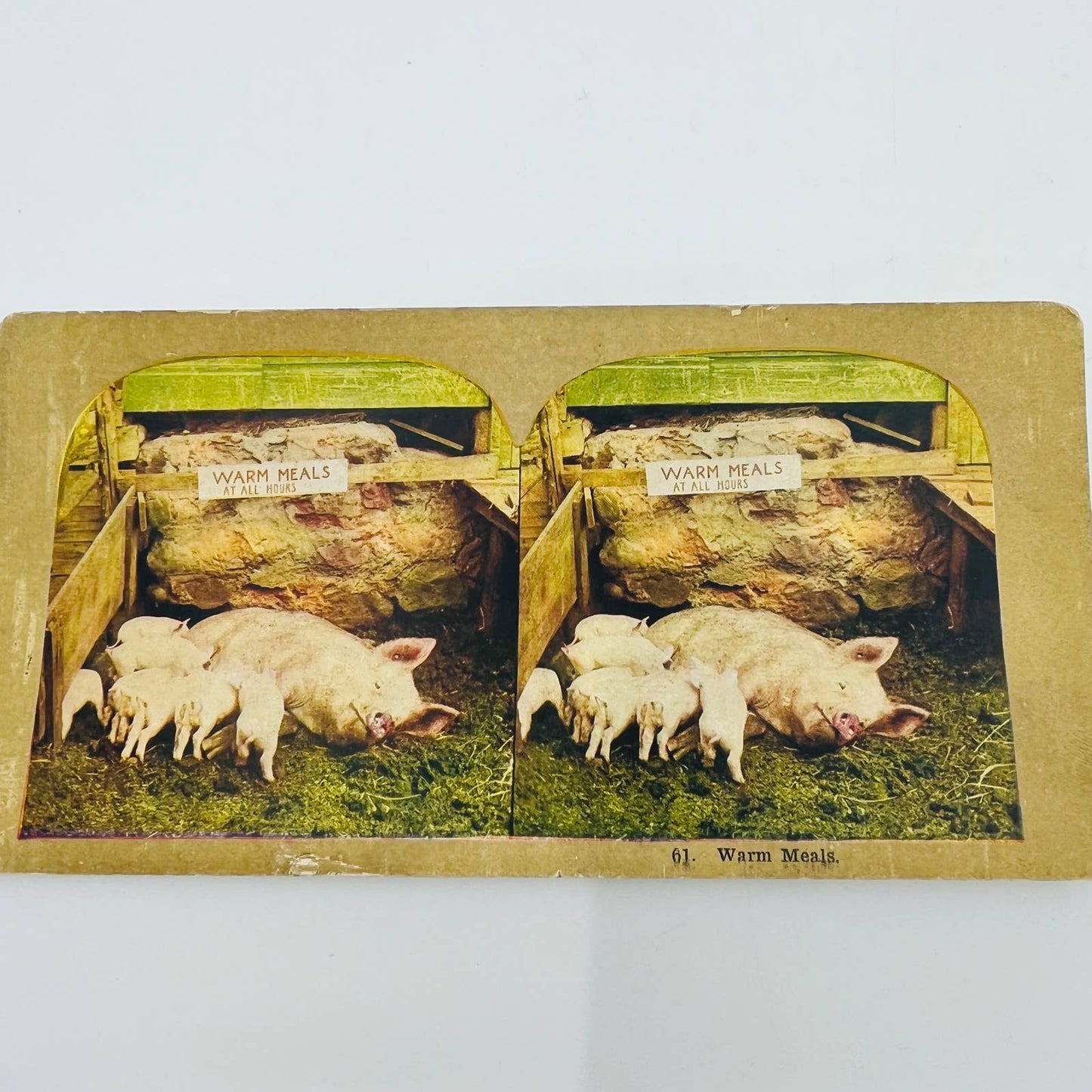 c1900 Stereoview Card Mother Sow Feeding Piglets Baby Pigs Warm Meals All Hours