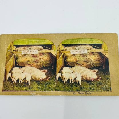 c1900 Stereoview Card Mother Sow Feeding Piglets Baby Pigs Warm Meals All Hours