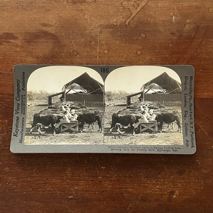 Hereford Cattle Feeding Manhattan Kansas Antique Stereoview Card H2-2