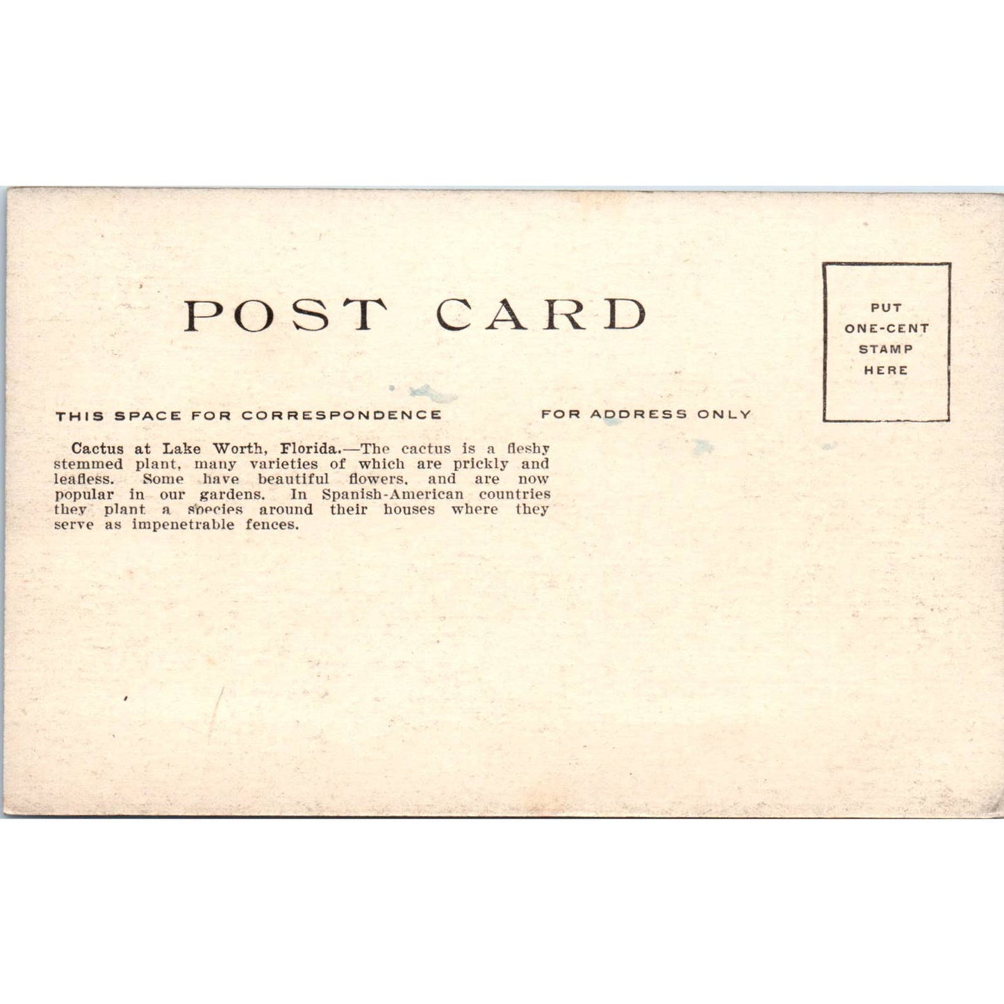 Cactus at Lake Worth Florida c1910 Original Postcard TK1-24