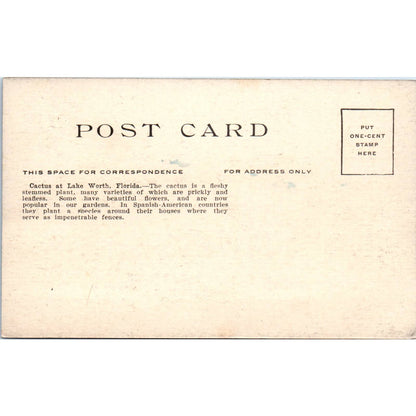 Cactus at Lake Worth Florida c1910 Original Postcard TK1-24