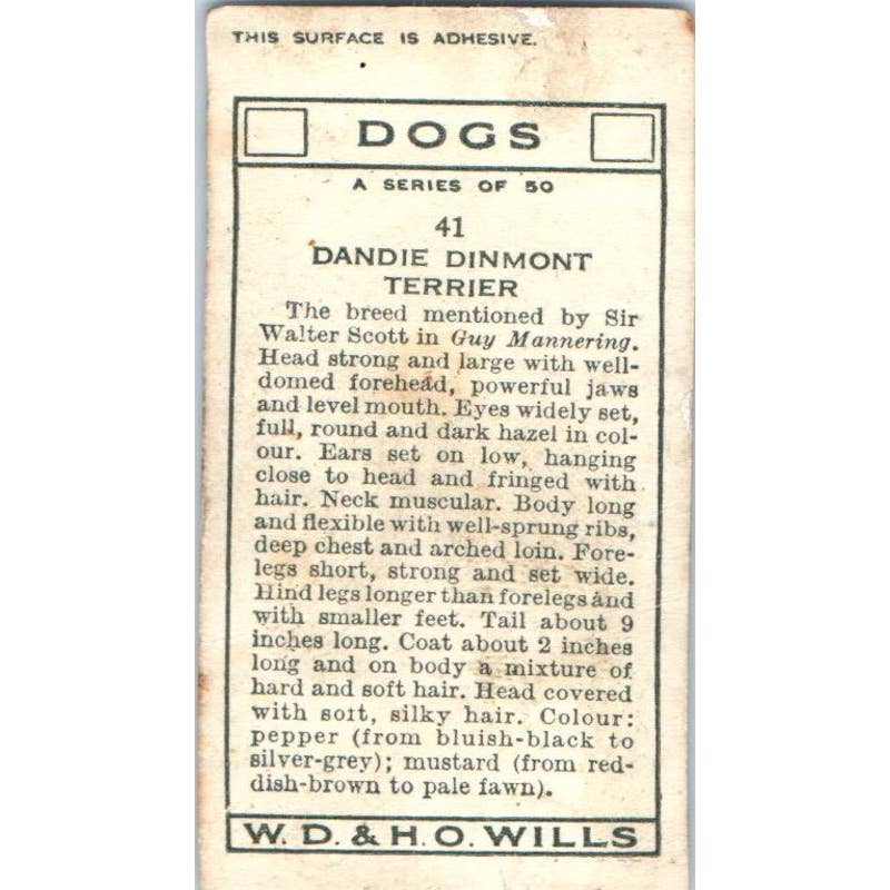 1930s Wills Cigarette Card Dogs #41 Dandie Dinmont Terrier SE5