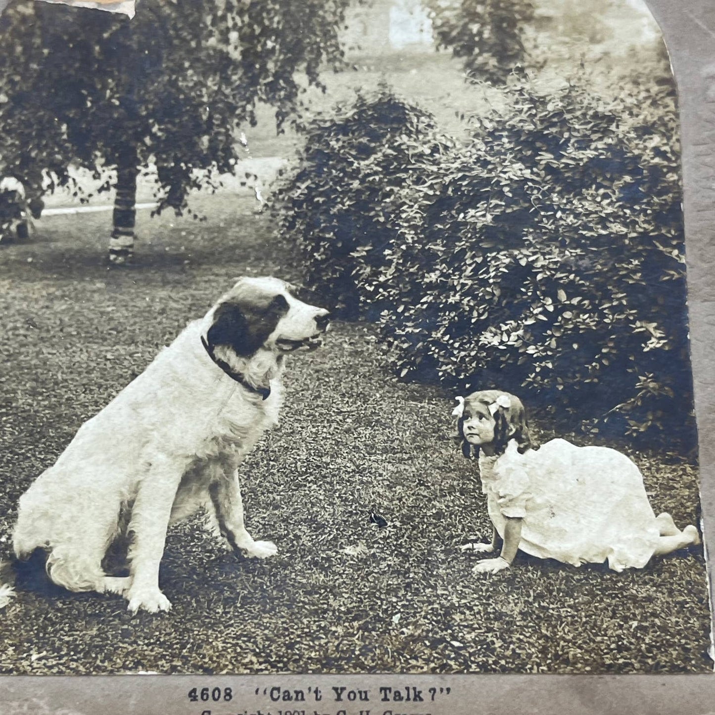 c1900 Lot of 3 Stereo View Cards Featuring VICTORIAN GIRLS WITH DOGS TA9