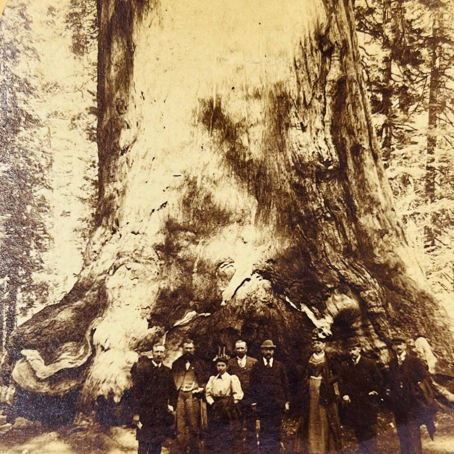 1894 Stereoview Card Grisley Giant Largest Living Tree Mariposa Grove California