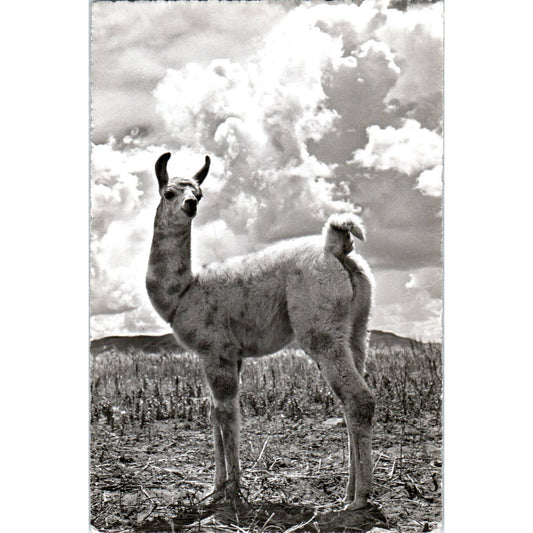 Peru Peruvian Alpaca Llama - Original Postcard TJ9-P1