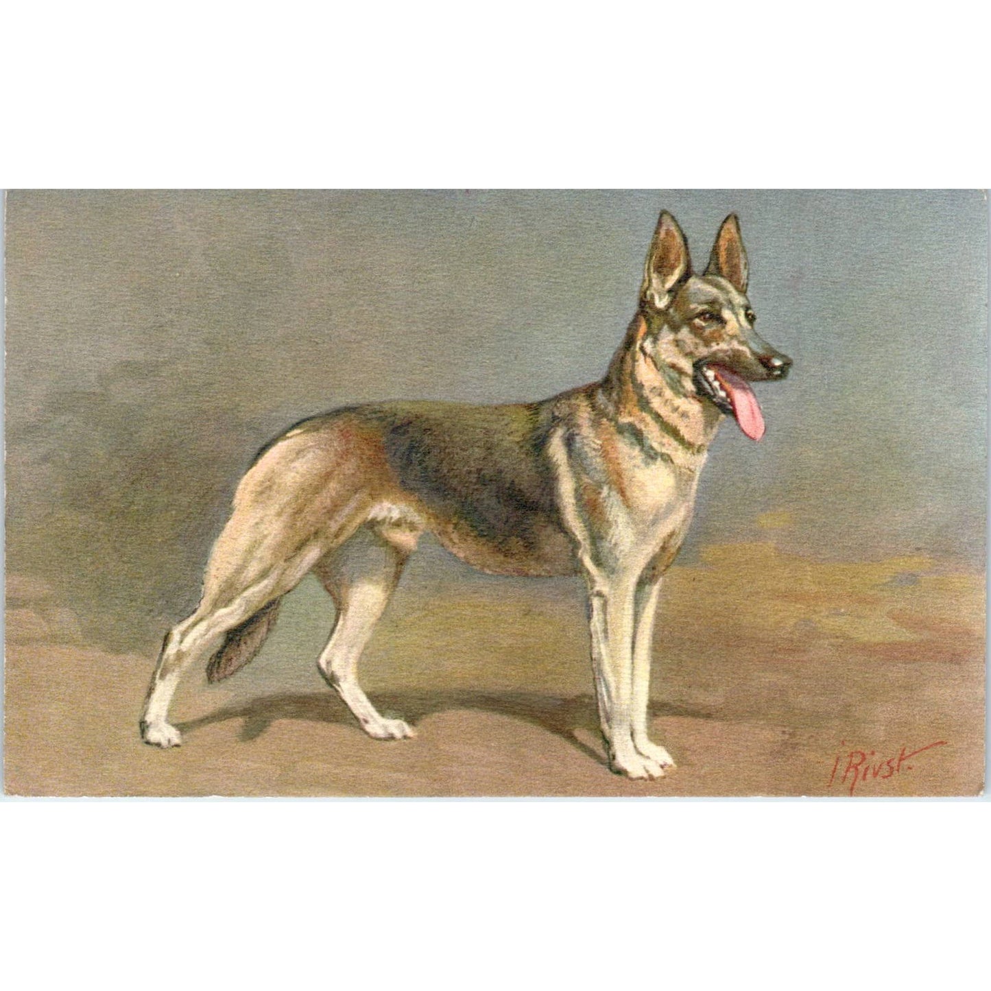 Dog German Shepherd Alsatian Wolfhound Artist Rivst Original Postcard TK1-27