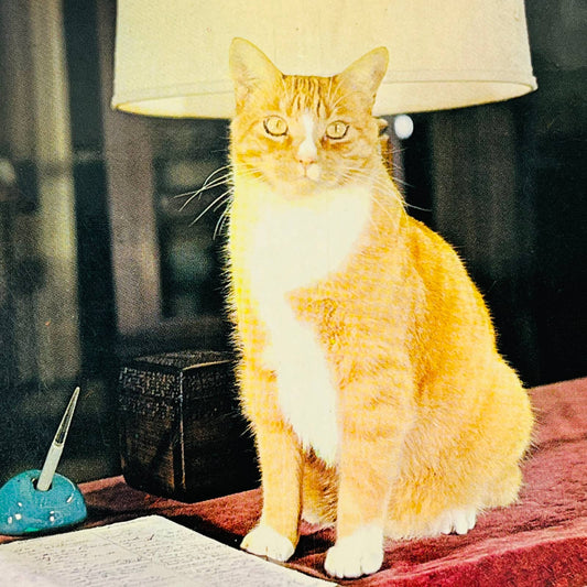 1962 Topaz the Beautiful Orange Tabby Cat Roger Deering Studio Kennebunkport PA2