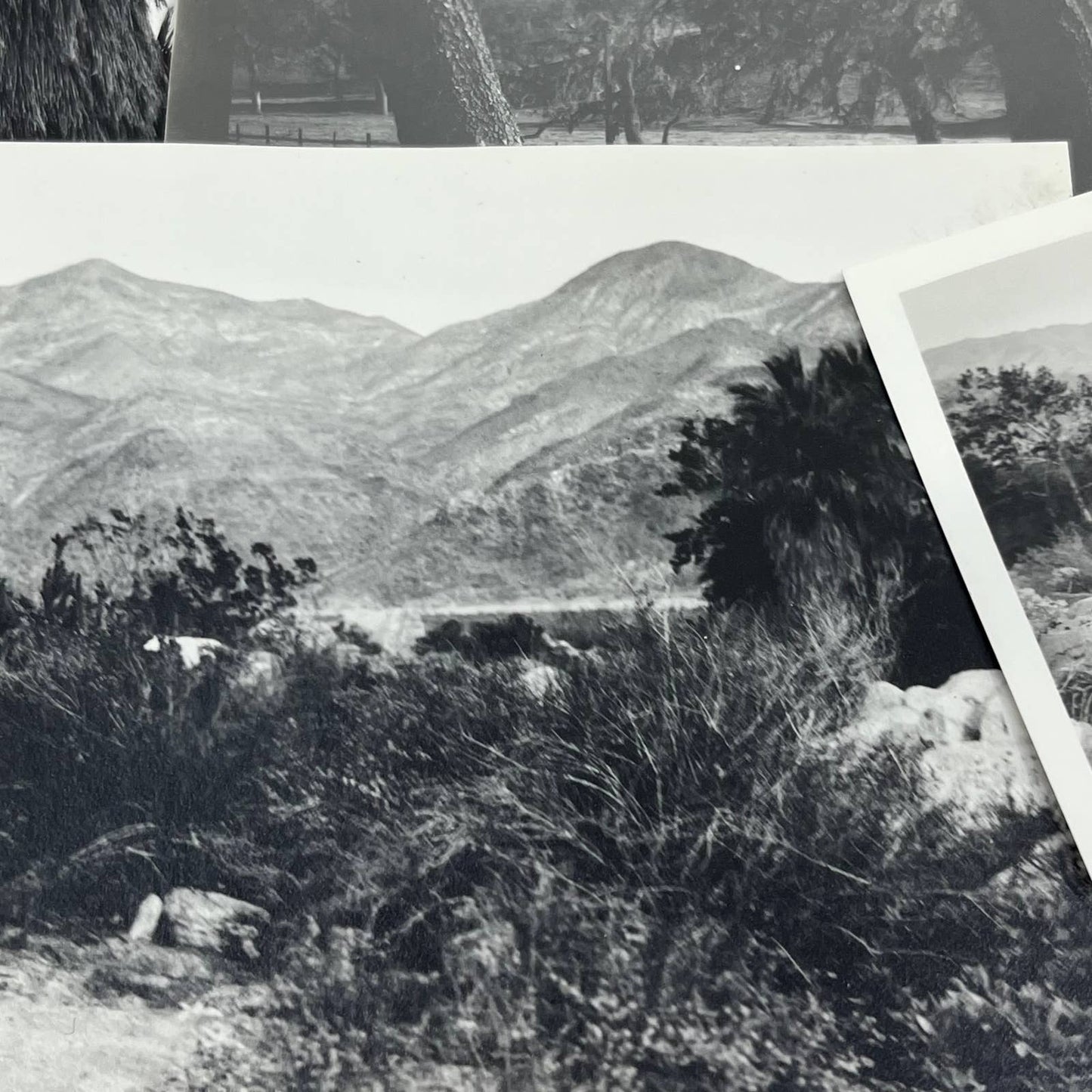 c1935 Collection of Photos & Negatives of Palm Springs Nature Landscapes TJ9-PG1