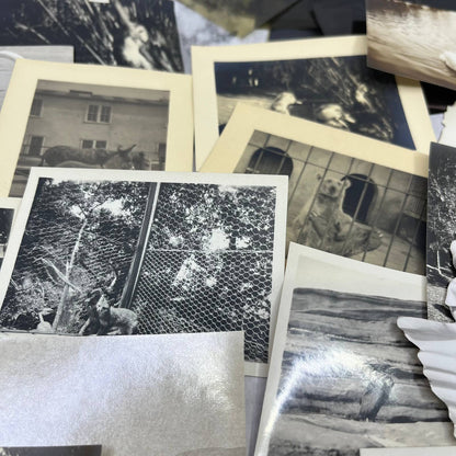 1920s Collection of Photos & Negatives of Birds and Animals TJ9-PG4