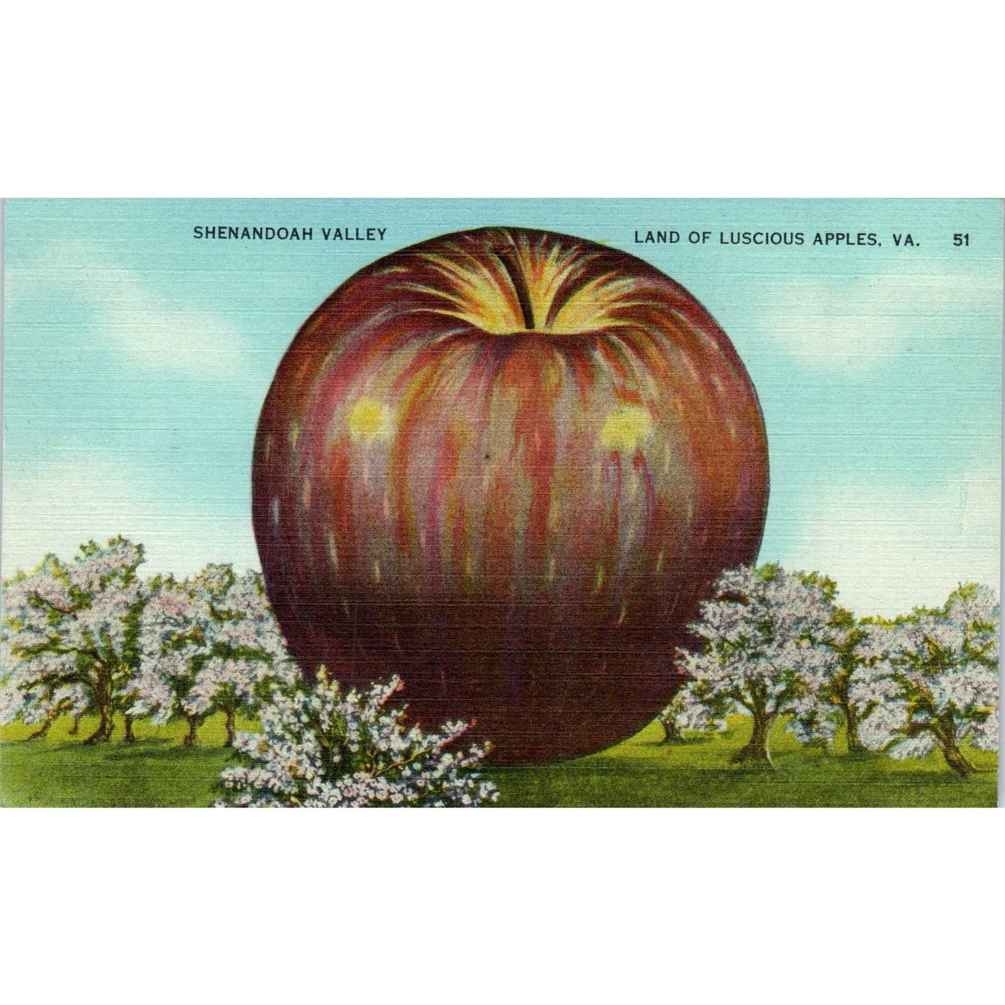 Giant Apple Shenandoah Valley Virginia Original Postcard TK1-24