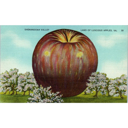 Giant Apple Shenandoah Valley Virginia Original Postcard TK1-24