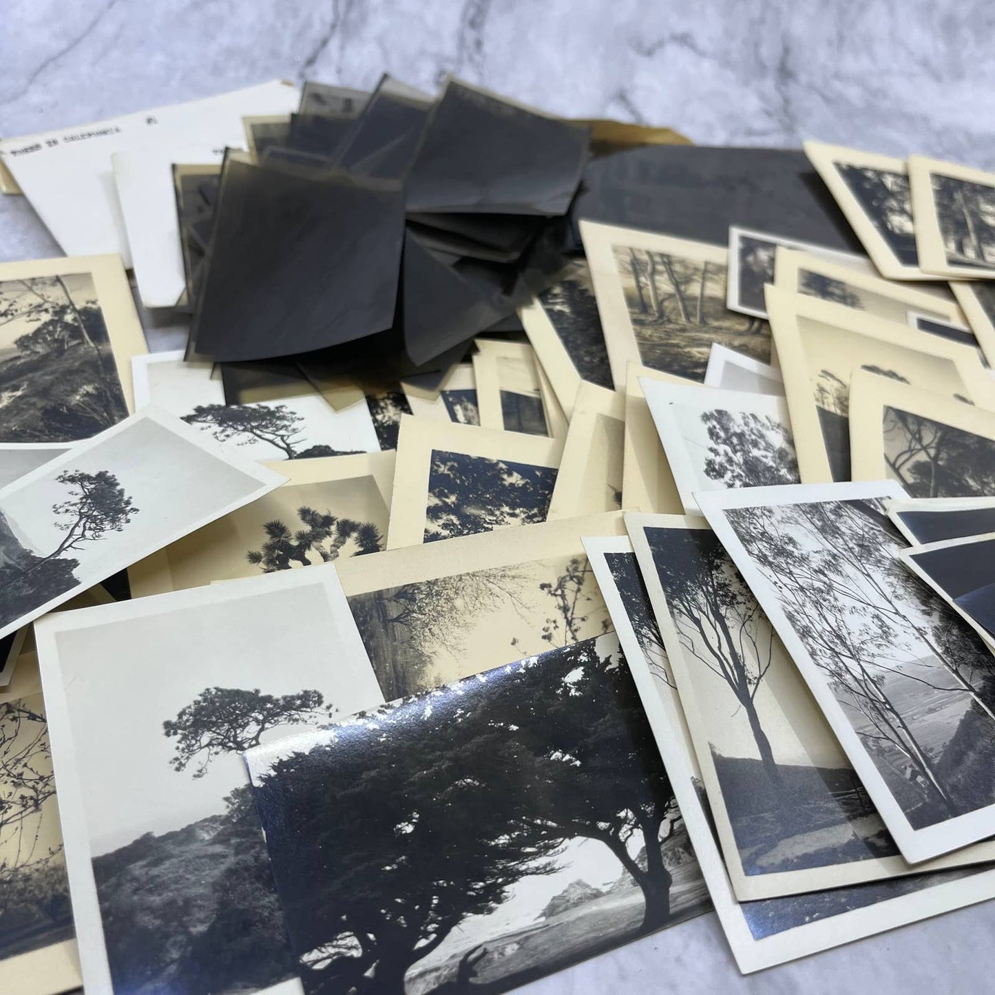 1925 Collection of Photos, Negatives Trees in CA San Diego Lake Arrowhead TK1-PL