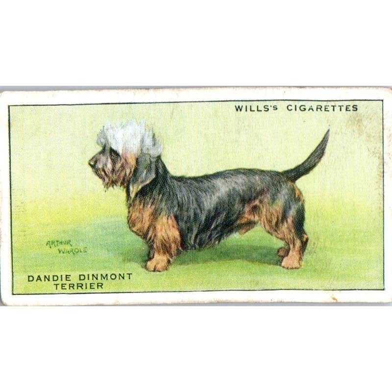 1930s Wills Cigarette Card Dogs #41 Dandie Dinmont Terrier SE5