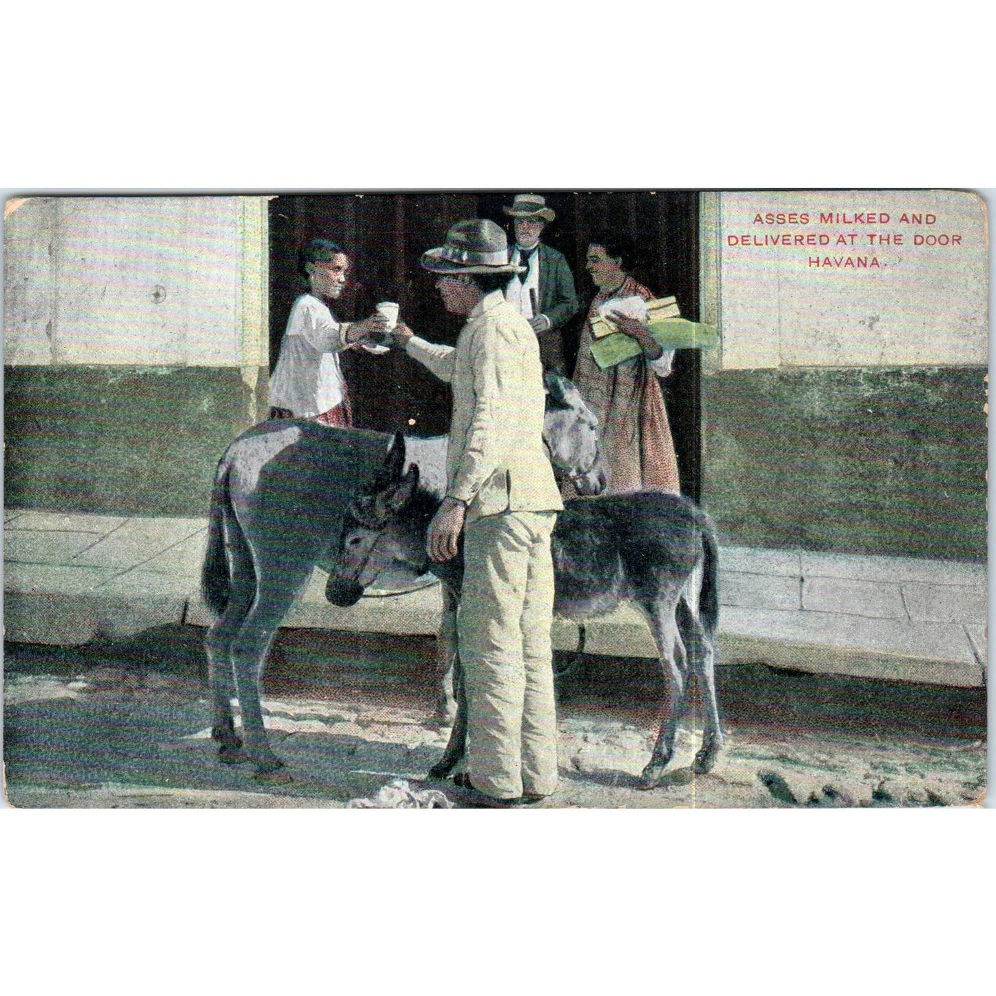 Goats Milked & Delivered at the Door Havana Cuba Original Postcard TK1-P16