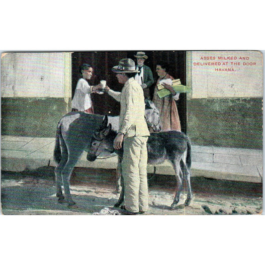 Goats Milked & Delivered at the Door Havana Cuba Original Postcard P3-1
