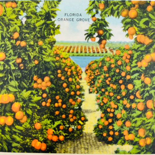 1940s Tropical Florida Fold Out Postcard Souvenir Book EA2
