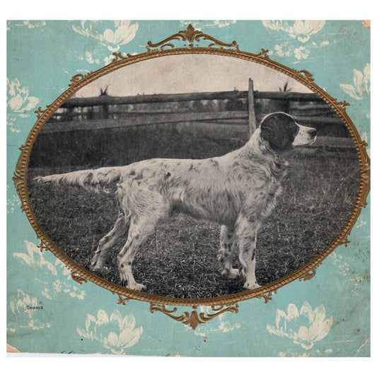 Antique Victorian English Pointer Hunting Dog Photo ~6.5" AD1