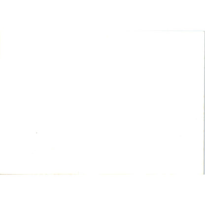 c1970 Original Photograph Waddle of Penguins in the Wild 5x7" AD6