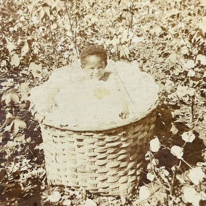 1898 Stereoview Freedmen Sharecropper Adorable African American Boy in Cotton