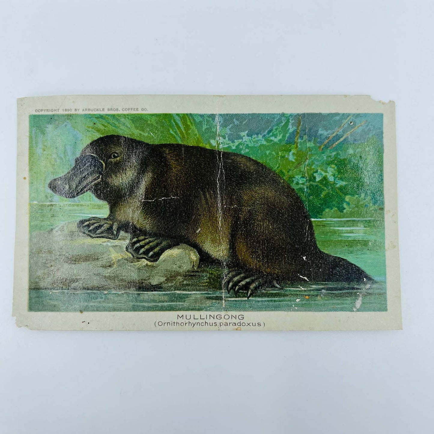 1890s Victorian Trade Card Arbuckle Coffee Ariosa NY Mullingong Platypus AA2