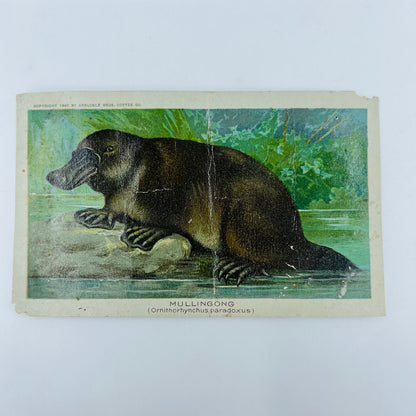 1890s Victorian Trade Card Arbuckle Coffee Ariosa NY Mullingong Platypus AH9-M10