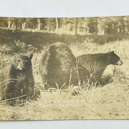 Early 1900s RPPC Black Bears Jimmie Pete & Jett Crater Lake National Park PA9