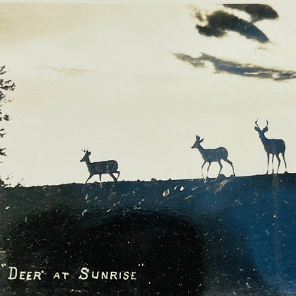 Early 1900s RPPC Deer At Sunrise Eastman PA9