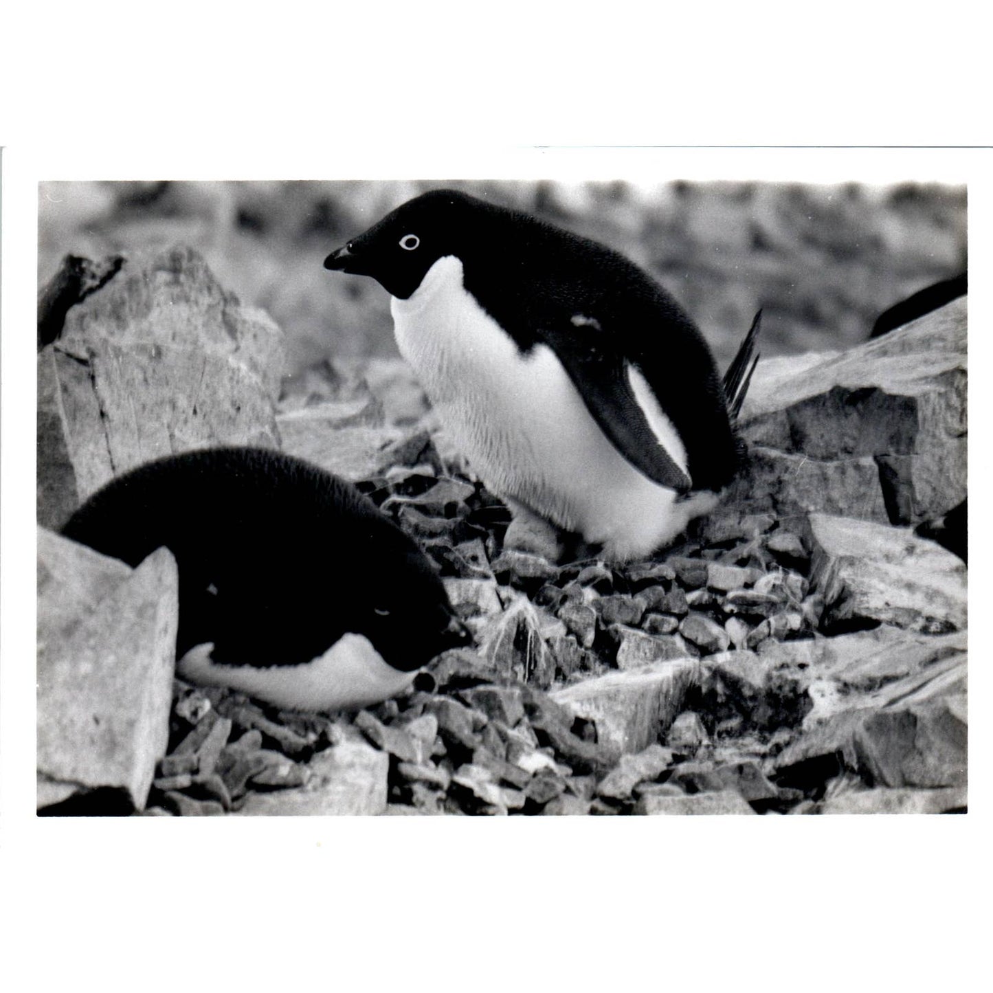 c1970 Original Photograph Adélie Penguins in the Wild 5x7" AD6