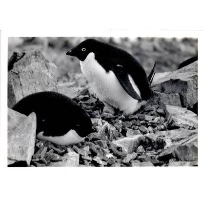 c1970 Original Photograph Adélie Penguins in the Wild 5x7" AD6