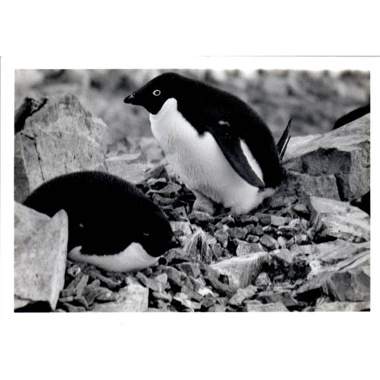 c1970 Original Photograph Adélie Penguins in the Wild 5x7" AD6