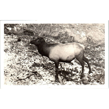 RPPC Photo of an Elk Original Postcard TK1-30
