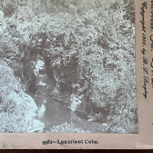 The Jungles of Luxuriant Cuba 1900 Antique Stereoview Card H2-3